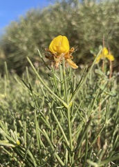 Genista radiata