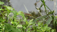 Ceriagrion auranticum