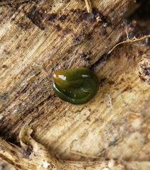 Othelosoma joburgi