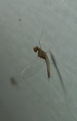 Ephemeroptera