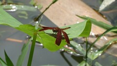 Neurothemis taiwanensis