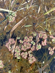Azolla
