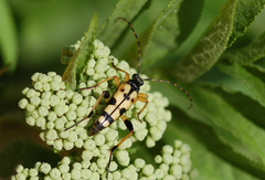 Rutpela maculata