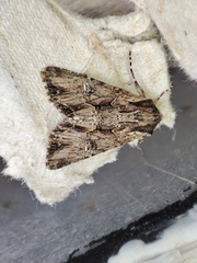 Mniotype occidentalis