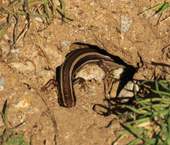 Plestiodon skiltonianus