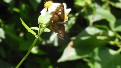 Seseria formosana