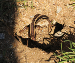 Plestiodon skiltonianus