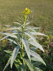 Erysiphaceae