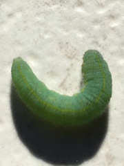 Papilionoidea