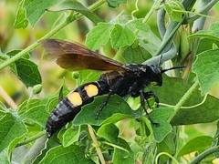 Pygodasis quadrimaculata