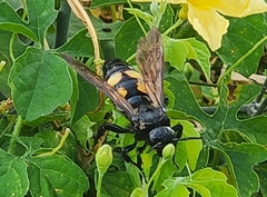 Pygodasis quadrimaculata