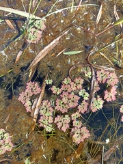 Azolla
