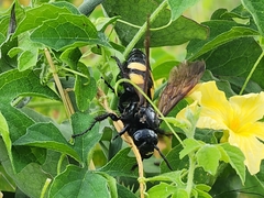 Pygodasis quadrimaculata