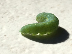 Papilionoidea