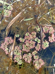 Azolla