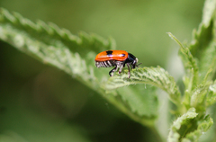 Clytra quadripunctata