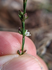 Polygonum tenue