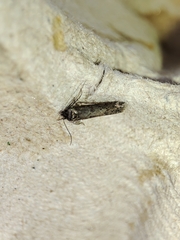 Blastobasis maroccanella