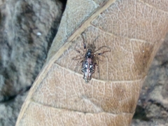 Cyclosa insulana