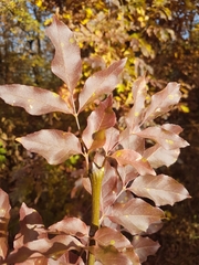Fraxinus ornus