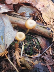 Gloioxanthomyces nitidus