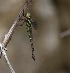 Rhionaeschna psilus