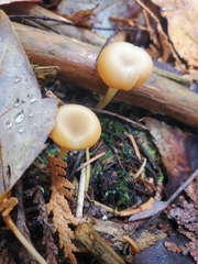 Gloioxanthomyces nitidus
