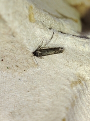 Blastobasis maroccanella