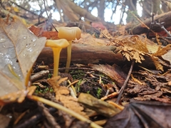 Gloioxanthomyces nitidus