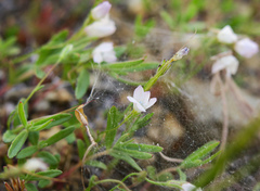 Gilia