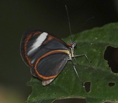 Ithomia salapia