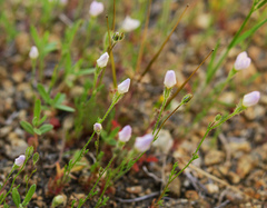 Gilia