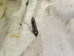 Blastobasis maroccanella