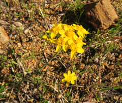 Eriophyllum