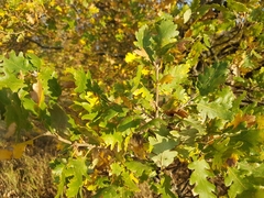 Quercus pubescens
