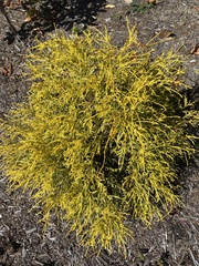 Chamaecyparis pisifera