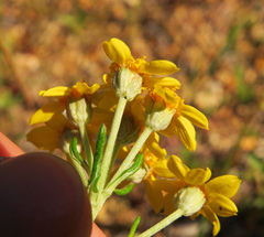 Eriophyllum