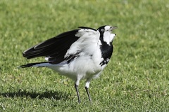 Grallina cyanoleuca