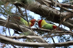 Platycercus eximius