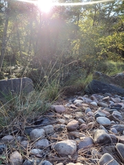 Piptochaetium pringlei