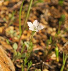Gilia