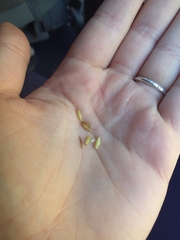 Piptochaetium pringlei