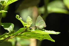 Cyanophrys herodotus