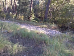 Piptochaetium pringlei