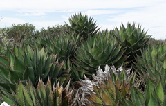 Agave shawii shawii
