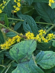 Augochlora pura