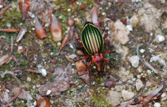 Carabus auronitens
