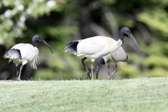 Threskiornis molucca