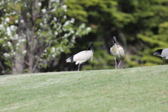 Threskiornis molucca