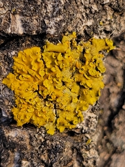 Xanthomendoza fallax